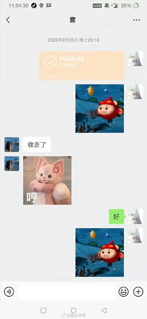 可怜胖猫 生前被女友榨干,死后被商家发空包