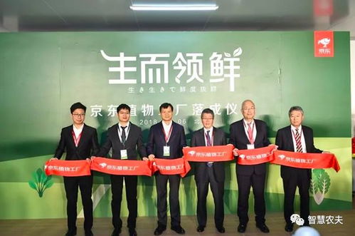 刘强东的植物工厂开业 水培蔬菜年收19茬，无需清洗直接食用